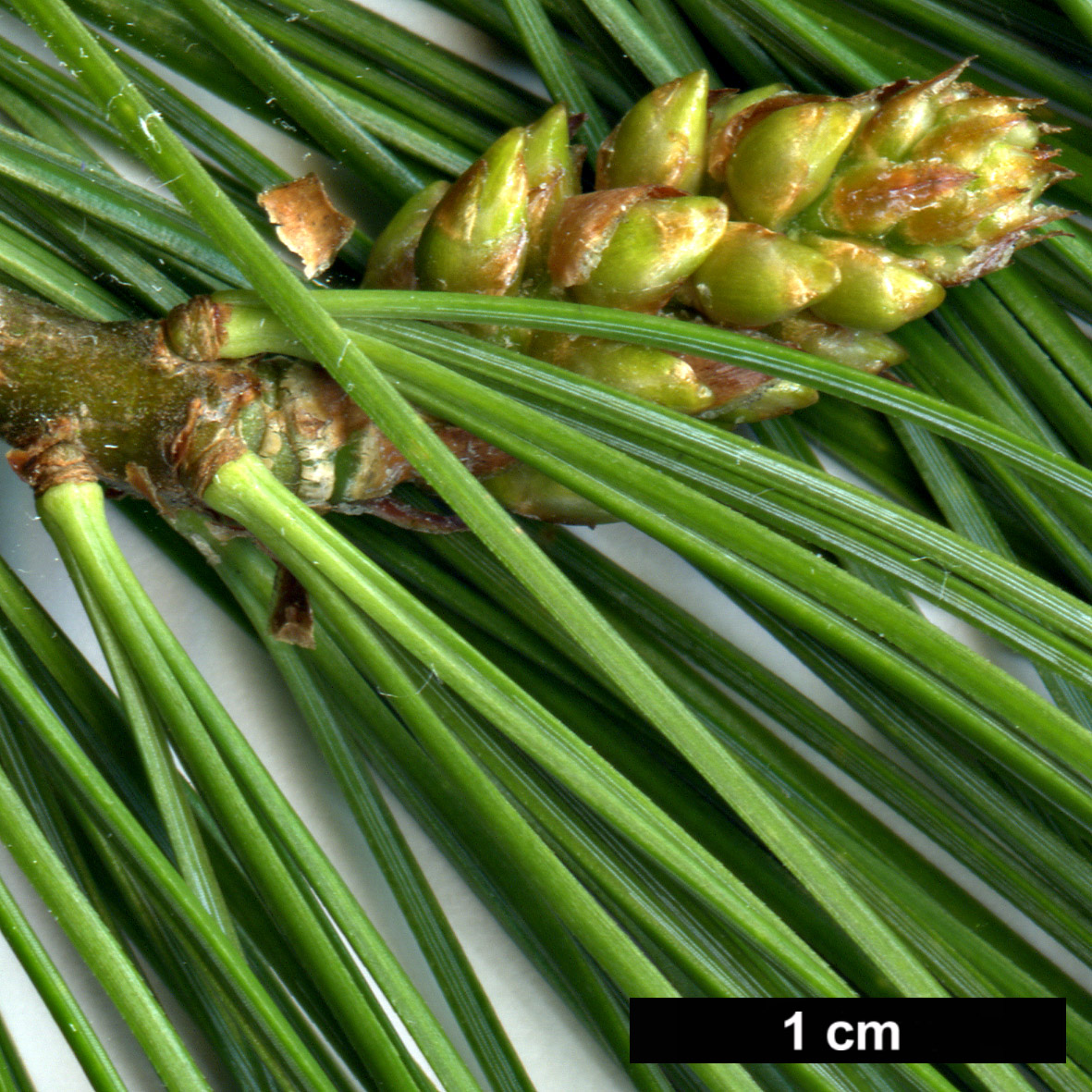 High resolution image: Family: Pinaceae - Genus: Pinus - Taxon: armandii